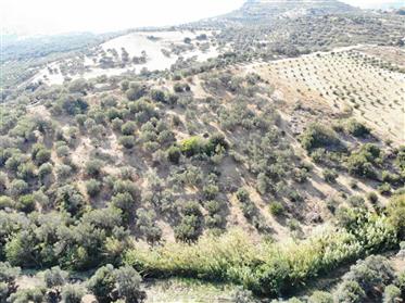 Land with olive trees close to Plakias