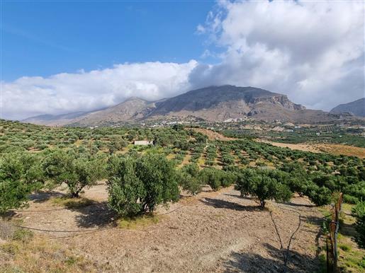 	 Perceel met olijfbomen in de buurt van Preveli en Plakias