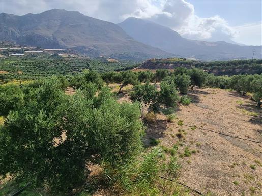 	 Plot with olive trees near Preveli & Plakias