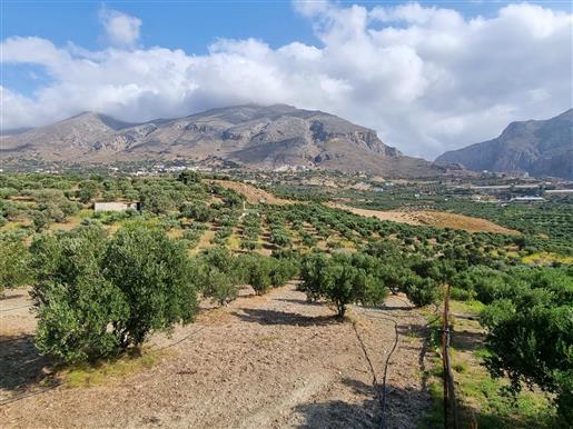 	 Terrain avec des oliviers près de Preveli et Plakias