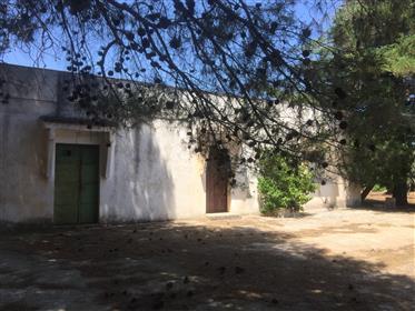 Schönes Bauernhaus zum Renovieren mit jahrhundertealten Olivenhainen