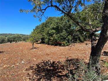 Beautiful panoramic land for sale in the countryside of Ostuni