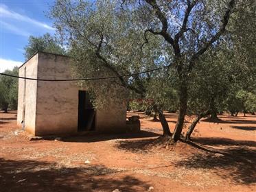 For sale in the countryside of Ostuni, beautiful cottage with trullo