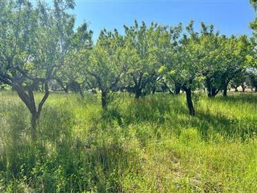Land for sale Valle D'itria - Ostuni