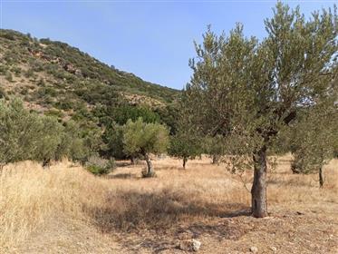 Property for sale(Tyros)
