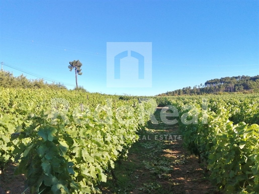 Finca situada en el corazón del Duero con piscina y producción de vino.