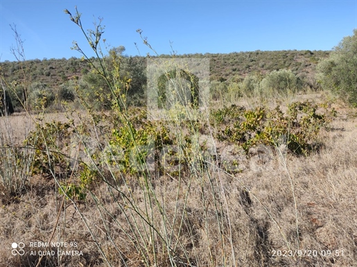 Rustic land with an area of 12,400 m2 located in Nave dos Cordeiros