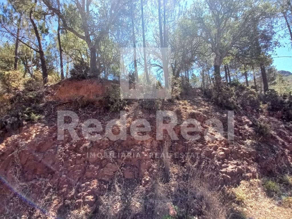 Cumpărare: Teren (8100)