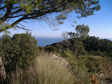 Begur, 5 building plots in the area of Son Molas near the village