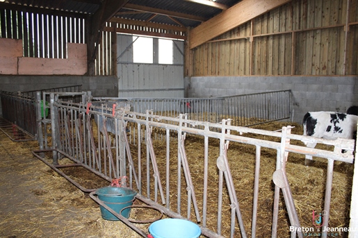 Biologisch melkveebedrijf op 51 ha in Mayenne