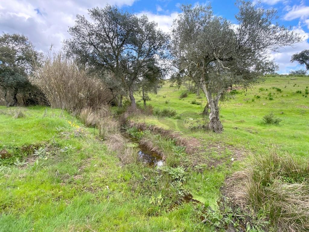 Farm in Alentejo with two dwellings, for
