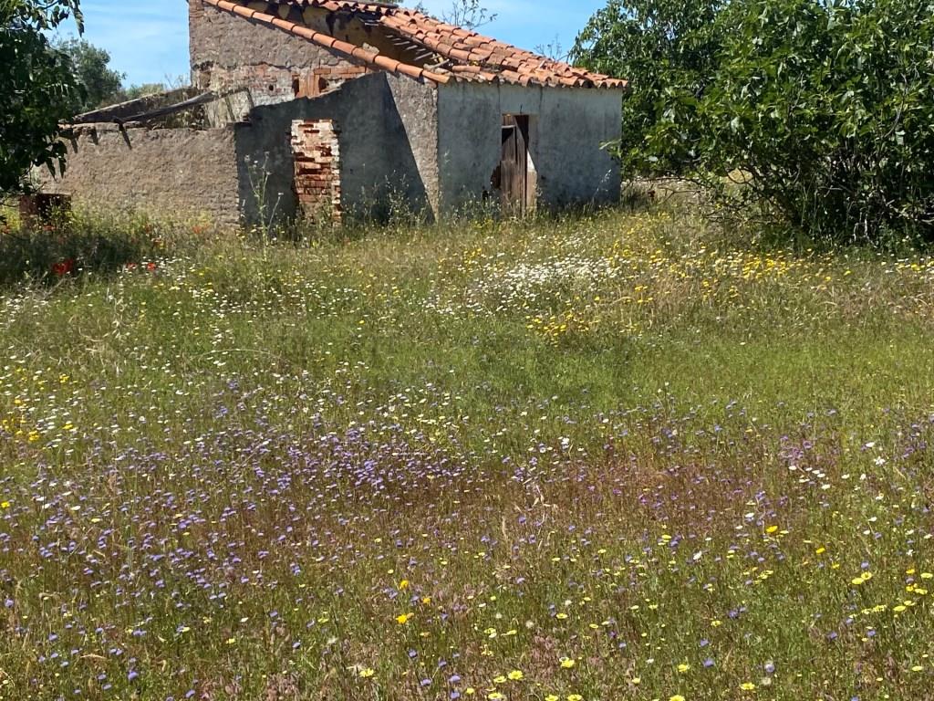 Farm in Vila Nova de São Bento, with a ruin to be recovered...