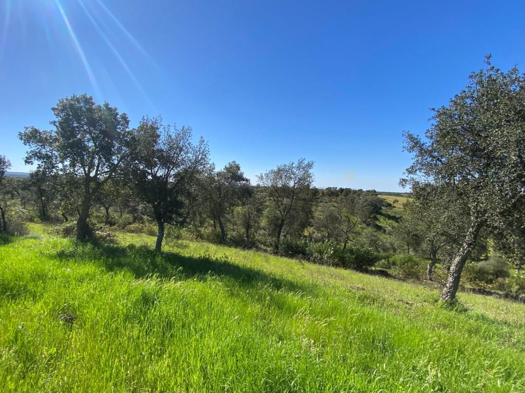 Farm in Alentejo, with cork oak plantations and two dams