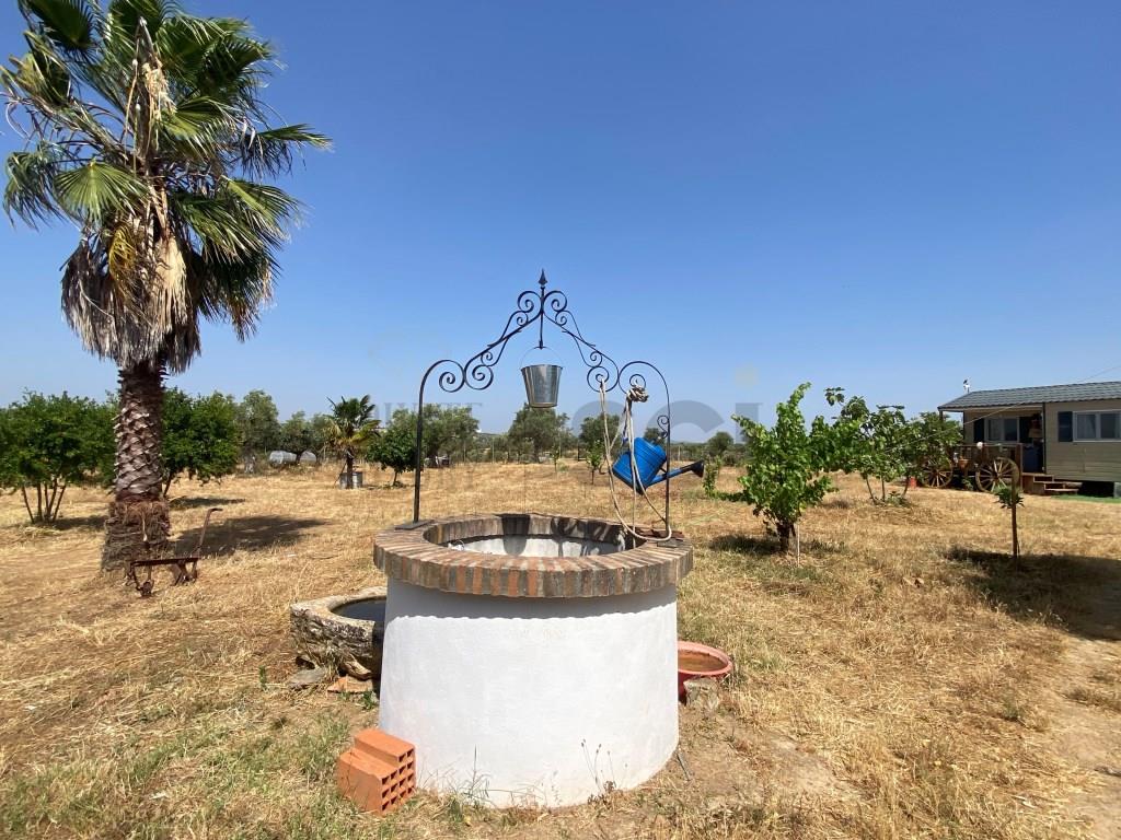 Rustic Land in Moura, with agricultural dependence with electricity and water from the Borehole and