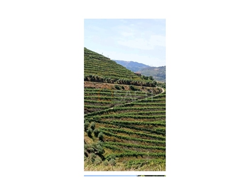 Quinta Agricola Com Produção Anual De Vinho Do Porto Gouvinhas - Vila Real