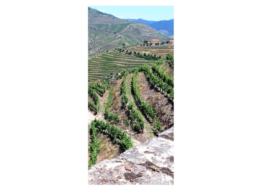 Gospodarstwo rolne z roczną produkcją wina porto Gouvinhas - ( Vila Real )