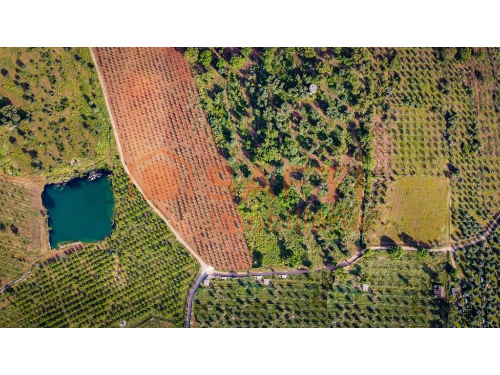 Estate with diversified profitability