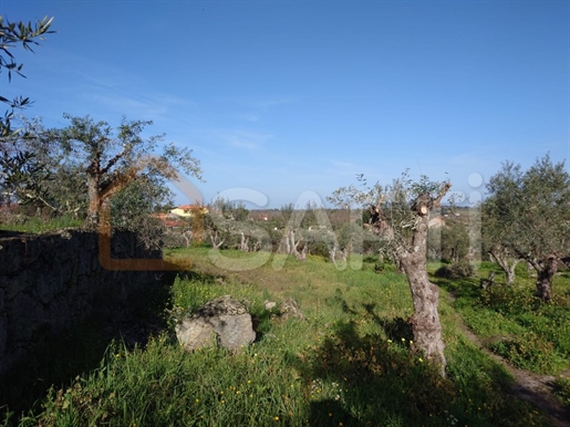 Farm in Castelo Branco