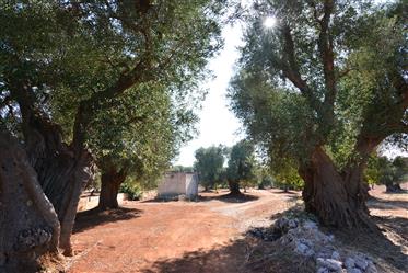 Вековни маслинови горички с рустикали за продажба в Каровиньо