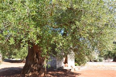 Centuries-Old olive grove with cottages for sale in Carovigno