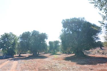 Säkularer Olivenhain mit Rustikalen zum Verkauf in Carovigno