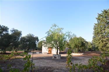 Case de țară cu dumbravă de măslini de vânzare în Carovigno