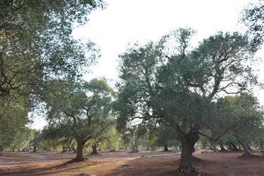 Maalaistaloja oliivilehdolla myytävänä Carovignossa