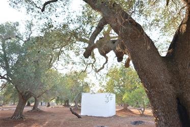 Venkovské domy s olivovým hájem na prodej v Carovigno