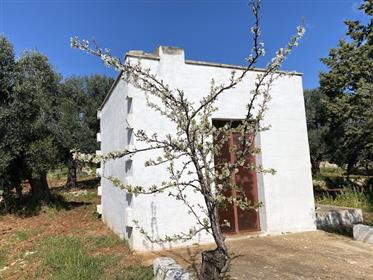 Lamia z gajem oliwnym na sprzedaż w obszarze panoramicznym Carovigno