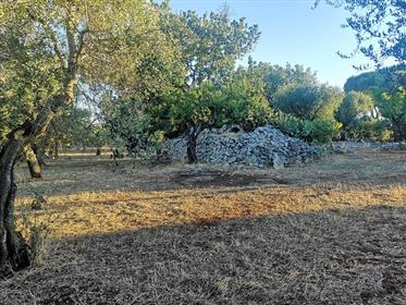 Land 8000 Sqm With Ruins For Sale In San Vito Dei Normanni