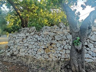 Land 8000 m² met ruïnes te koop in San Vito Dei Normanni