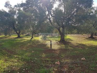 Two-Hectare plot of land with trullo for sale in Carovigno Ter11