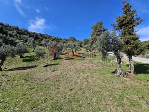 (For Sale) Land Agricultural Land || Magnisia/Sporades-Skiathos - 4.600 Sq.m, 220.000€