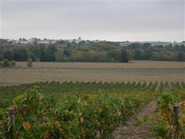 Aop Cabardès vineyard of 42 ha including 39 ha of vines