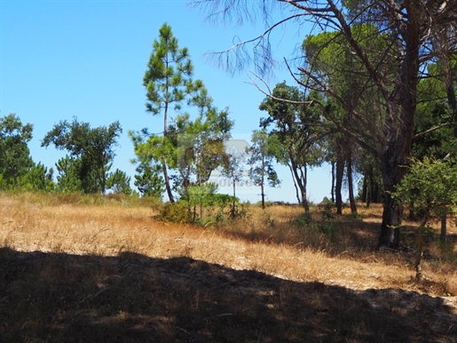 Land of 8ha with ruin 5 minutes from the beach of Aberta Nova and the village of Melides