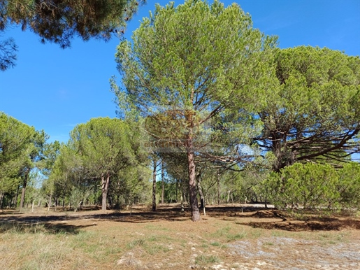 49 hectares between Melides and Comporta- approved housing project
