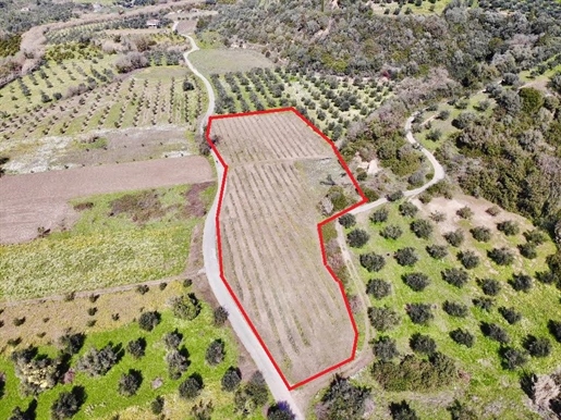 (For Sale) Land Plot || Messinia/Messini - 7.996 Sq.m, 28.000€