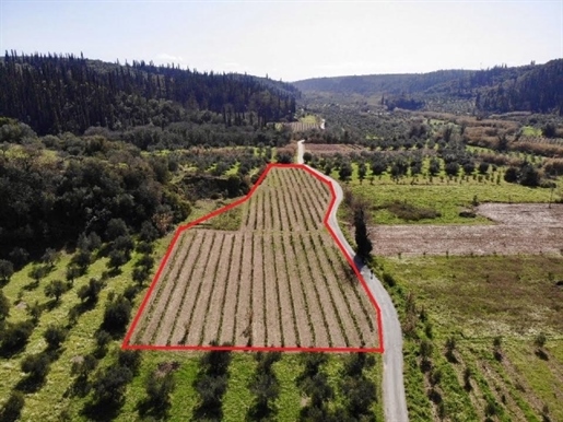 (For Sale) Land Plot || Messinia/Messini - 7.996 Sq.m, 28.000€
