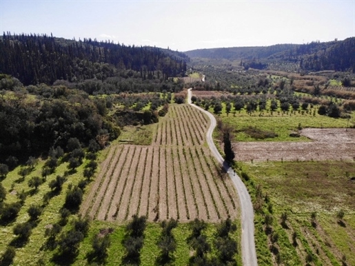 (Te koop) Bruikbare grond perceel || Prefectuur Messinia/Messini - 7.996 m², 28.000€