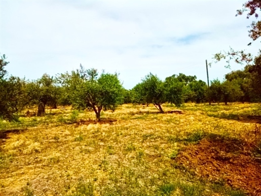(For Sale) Land Agricultural Land || Messinia/Filiatra - 6.115 Sq.m, 50.000€