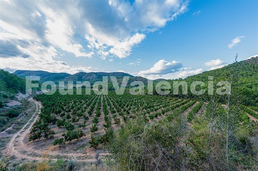 Finca von 13,5 Hektar in Castellón