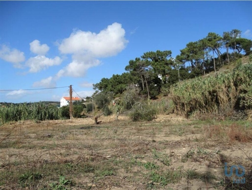 Terreno T4 em Santo Isidoro de 1194,00 m²