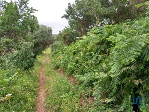 Tierra en el Lisboa, Mafra