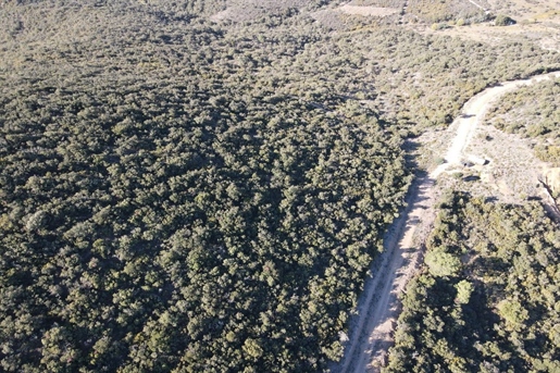 Holm oak forest in Rasiguères