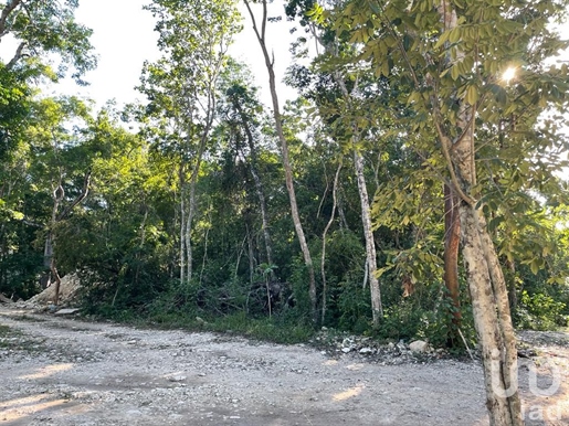 Land For Sale In Tulum, Quintana Roo - Region 15