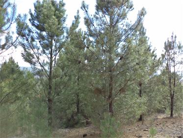 Property With 12ha, Ideal For Fruits Trees, Cherries, Red Fruits. Pine Forest…Lot’S Of Water To Expl