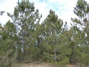 Property With 12ha, Ideal For Fruits Trees, Cherries, Red Fruits. Pine Forest…Lot’S Of Water To Expl