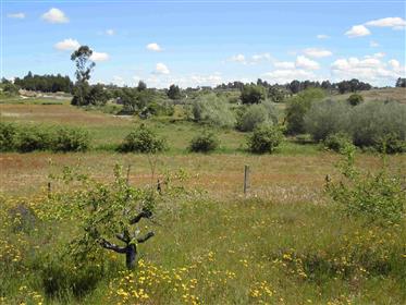 Organic Farm ( 40.000m2)!!! Reduced Price!! Before : 60.000€ Now: 37.500€