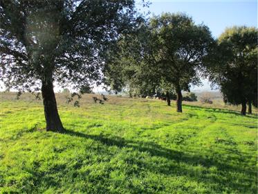 Farm Land With 7Ha!! Ideal For Agriculture!!