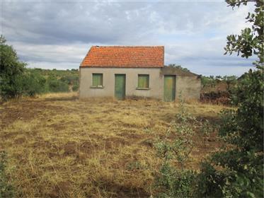 Beautiful Farm Land (27.750M2) With Olive Trees, Cork And Oaks Trees!!